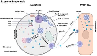 Therapeutic role of extracellular vesicles from human umbilical cord mesenchymal stem cells and their wide therapeutic implications in inflammatory bowel disease and other inflammatory disorder